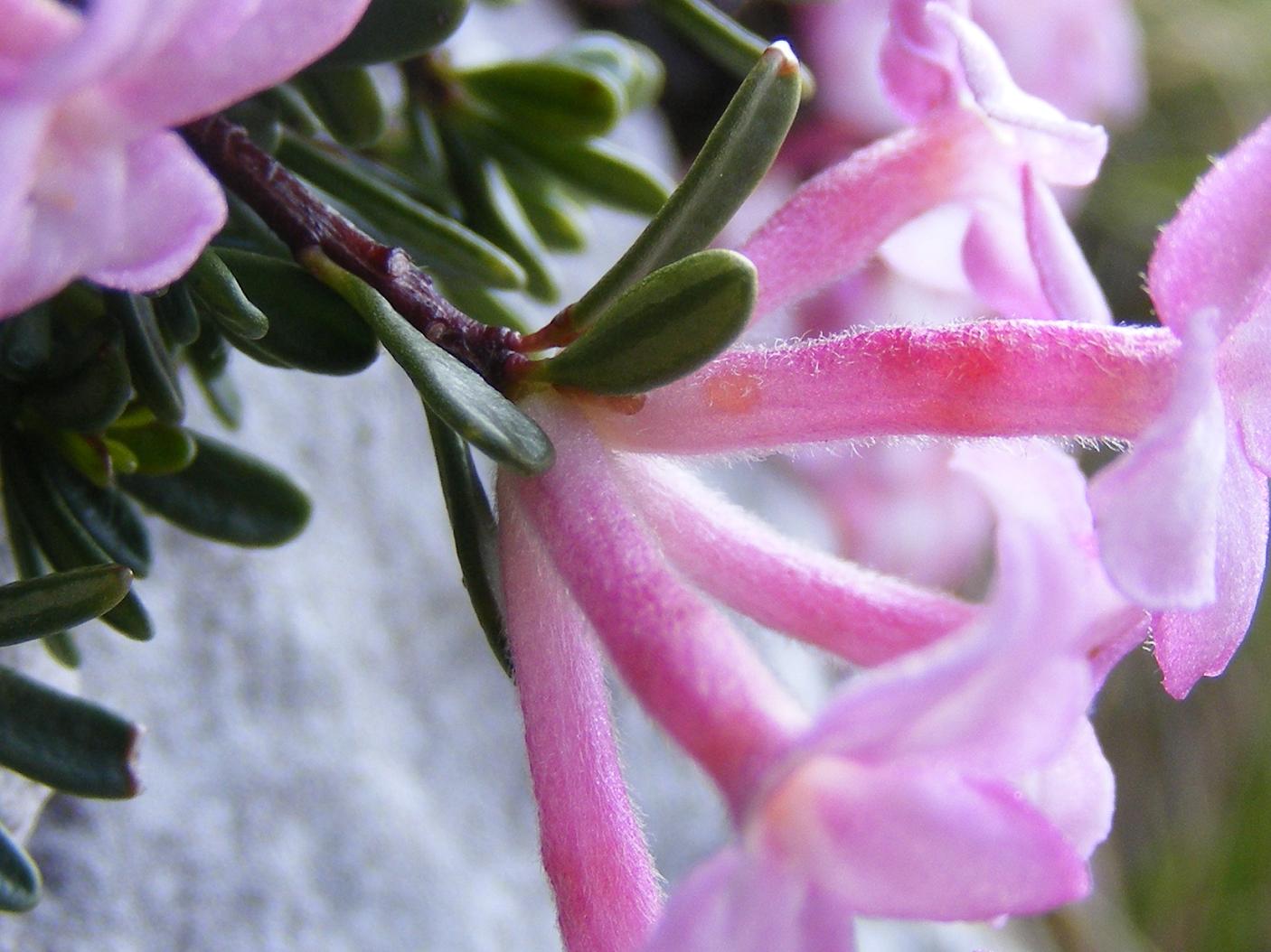 Daphne petraea / Dafne minore
